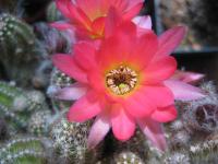 Thumbnail of 1668_Chamaecereus Hybride rot-gelb_20110529.jpg